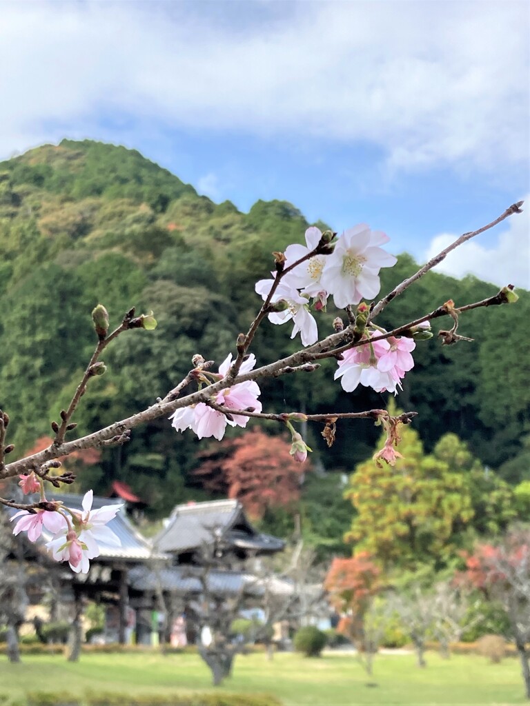 十月桜
