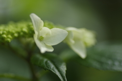 紫陽花の刻