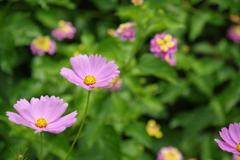 早咲きの秋桜