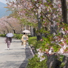 春紀行（葉桜の道で）