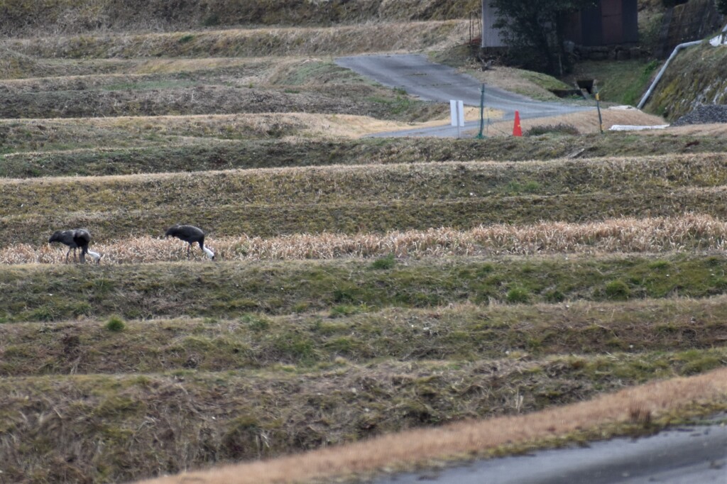 里山のなべ鶴（1）