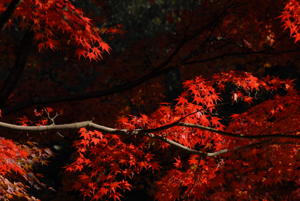 深紅