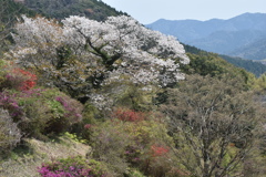 春の山