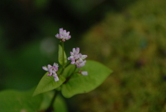 希望の花になれ