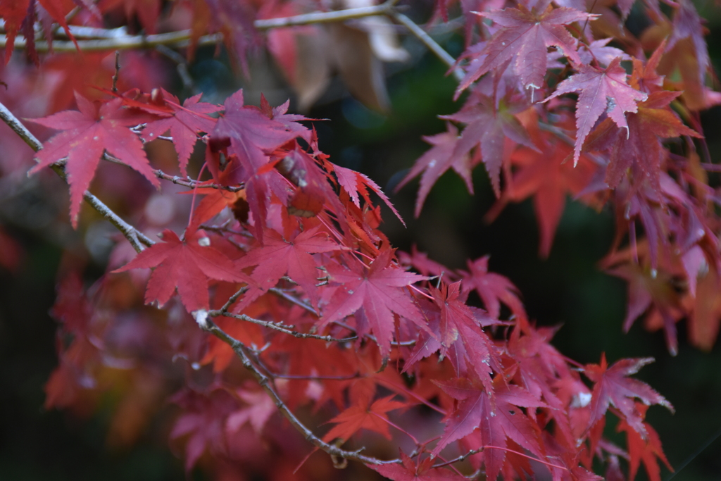 紅葉谷にて(2)