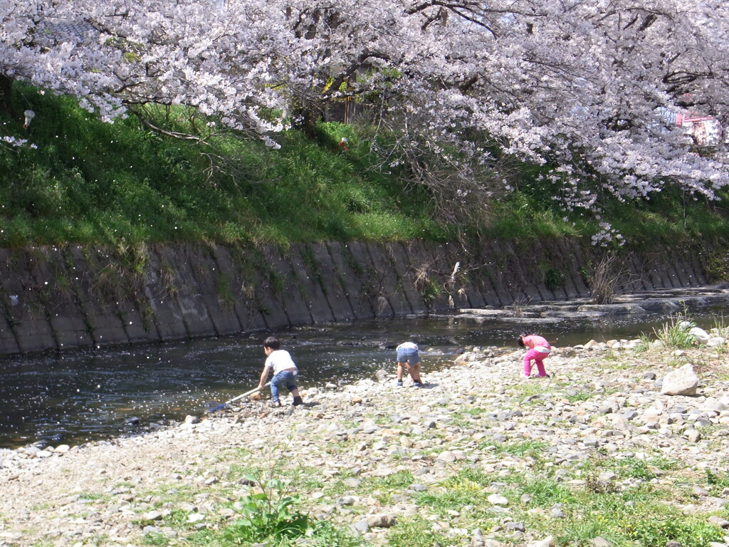 桜と遊ぶ