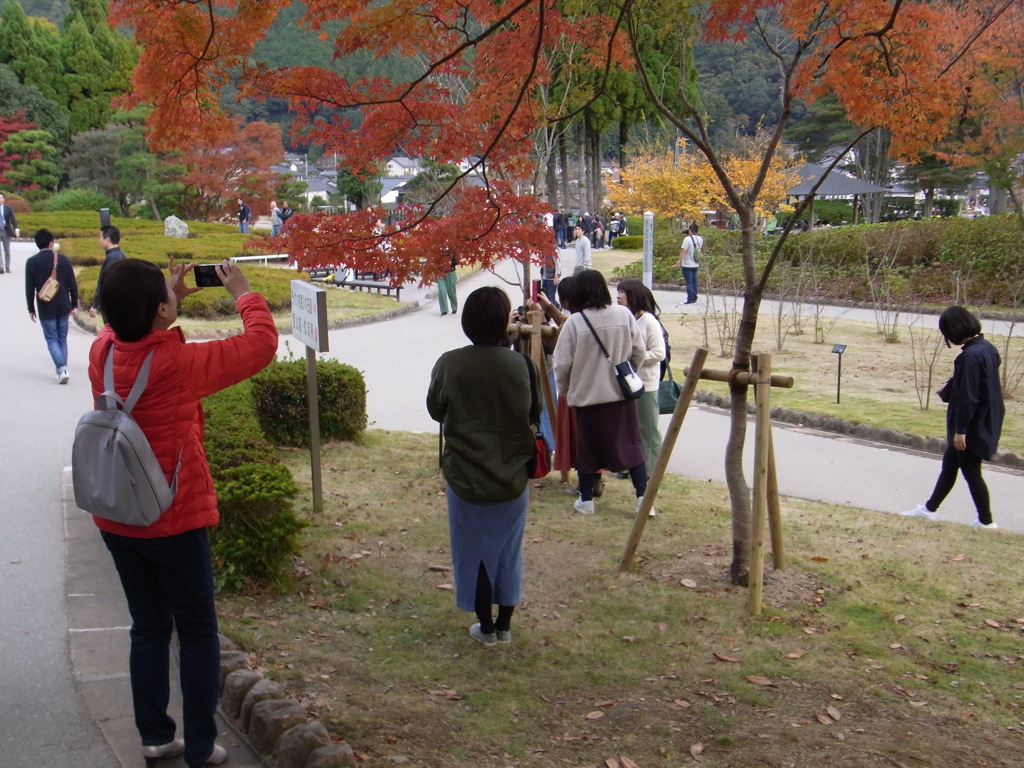 紅葉に夢中