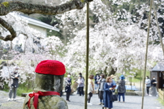 一緒にお花見