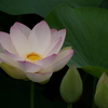 蓮花