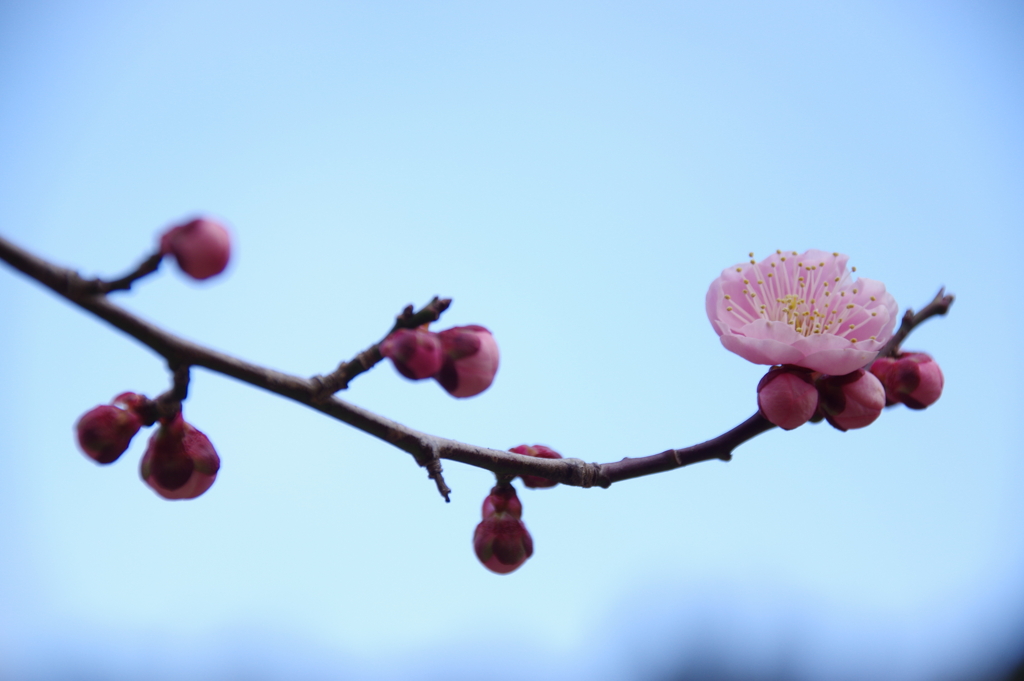 青空に向けて