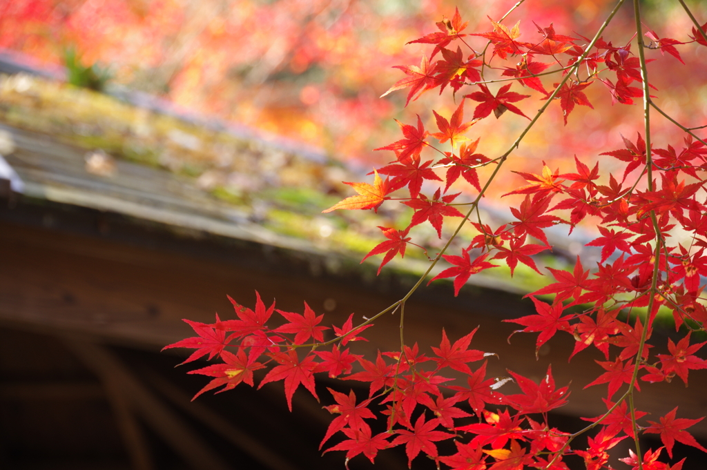 紅さす景