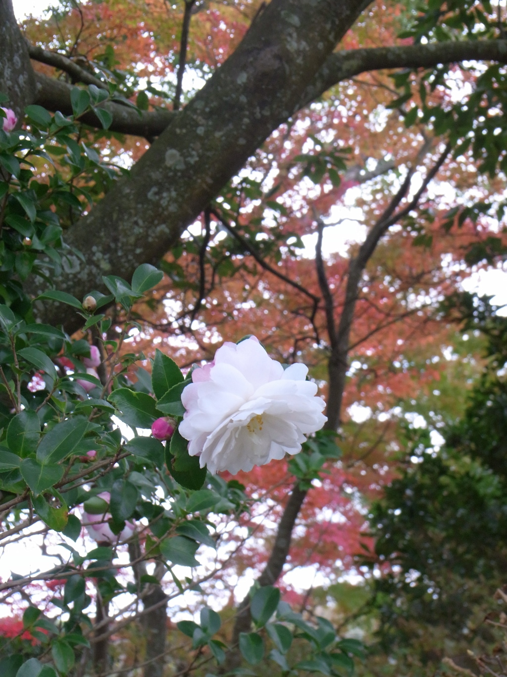 さざんか