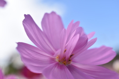 秋桜