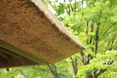 新調された茅葺