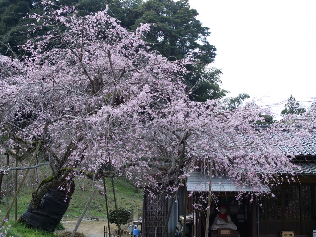 びんずる様と糸桜