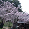 びんずる様と糸桜