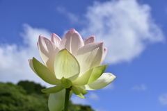 夏空へ