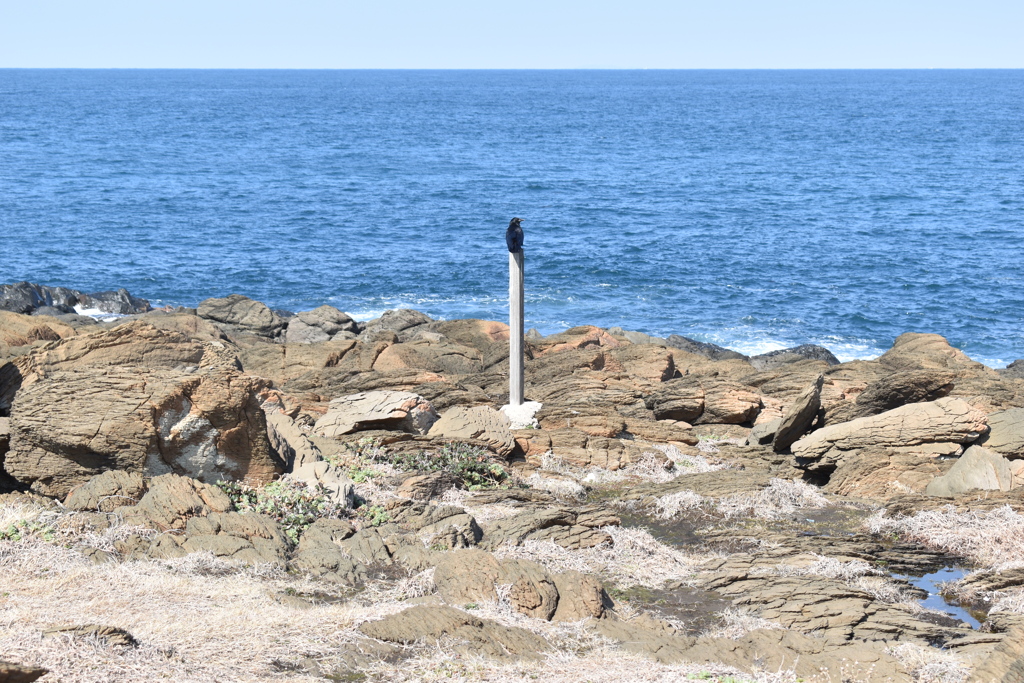海を見つめるカラス