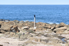 海を見つめるカラス