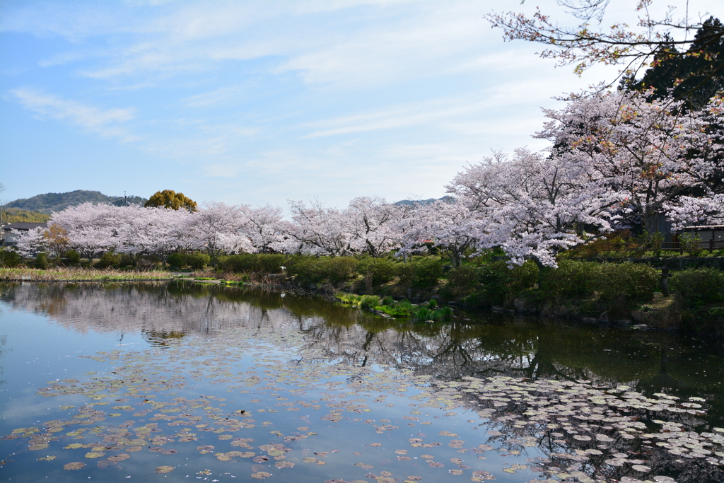 春景を観ながら