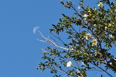 山茶花の枝に月も咲く