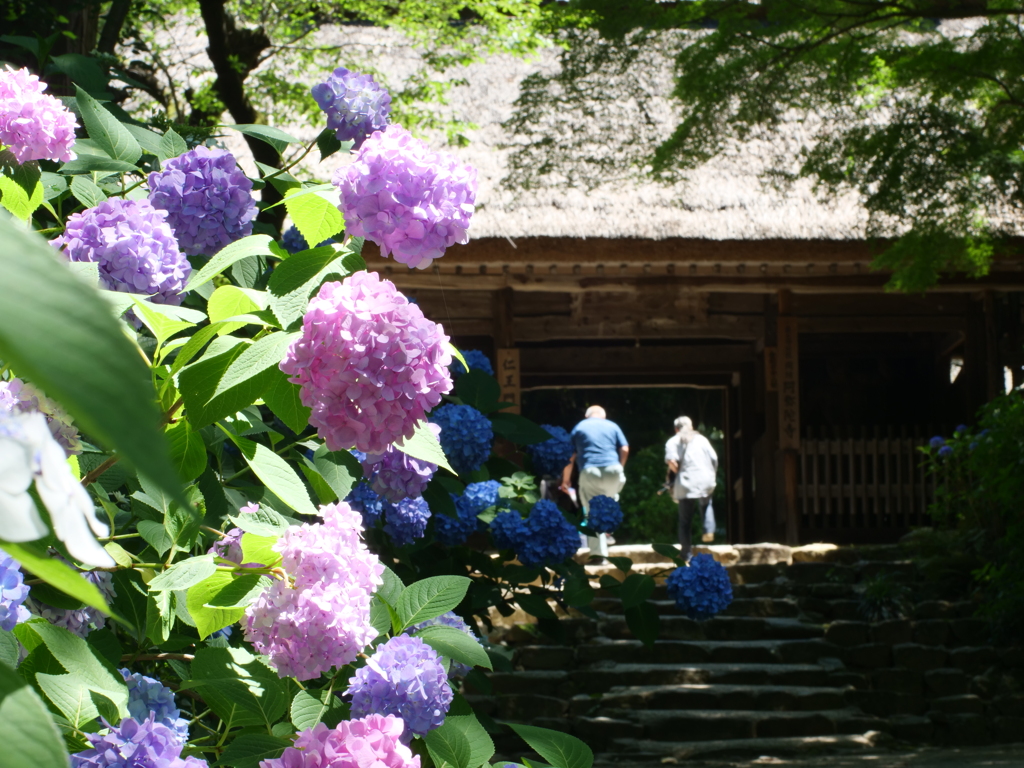 あじさい紀行（阿弥陀寺から）