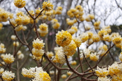 ミツマタの花