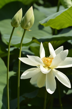 白蓮華