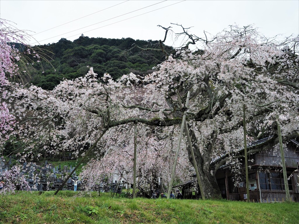 樹齢350年の重みと美しさ