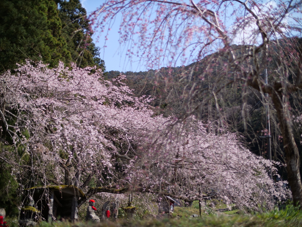 春の私の心象風景