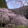 春の私の心象風景