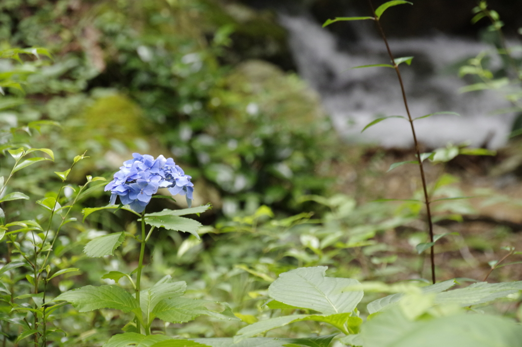 野に咲く