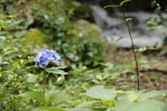 野に咲く