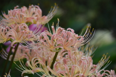 華