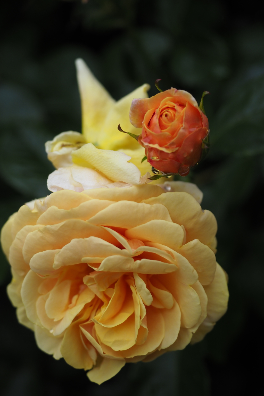 オレンジに魅かれて（空港の薔薇園で）