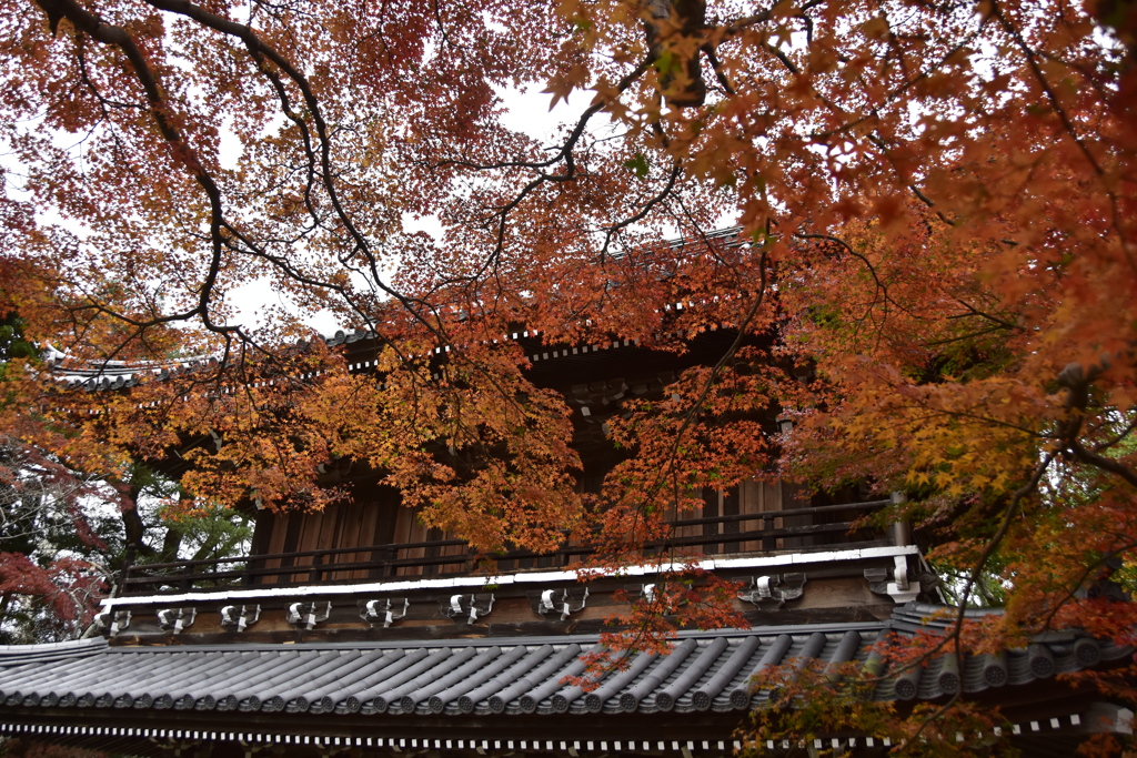 目に紅葉