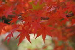 さよならの前の紅