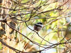 小枝の上のモフモフ
