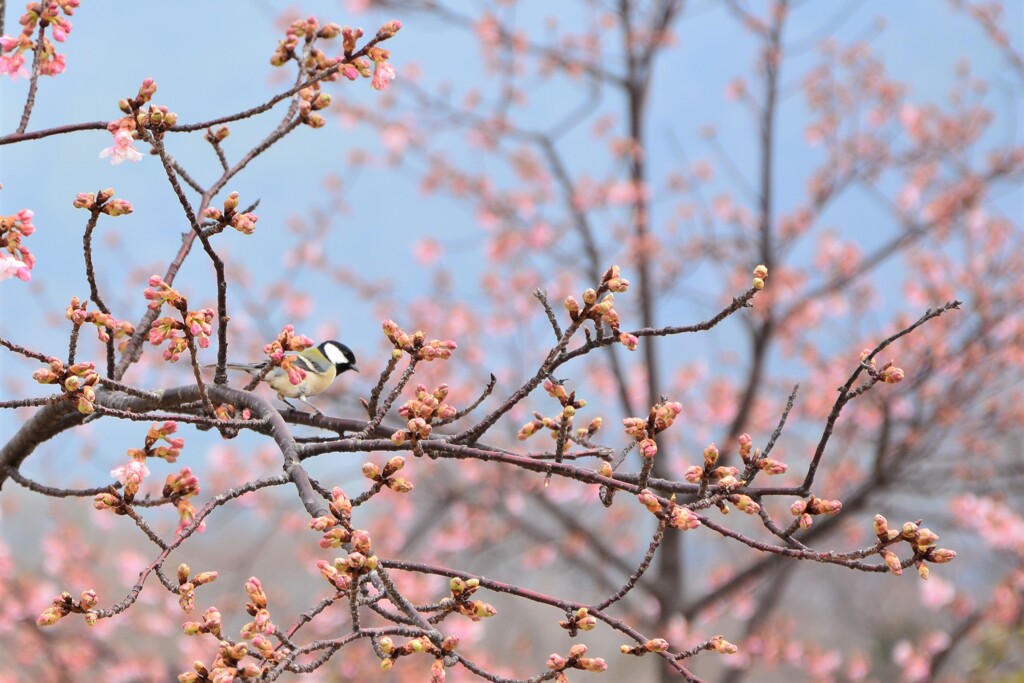 春景色