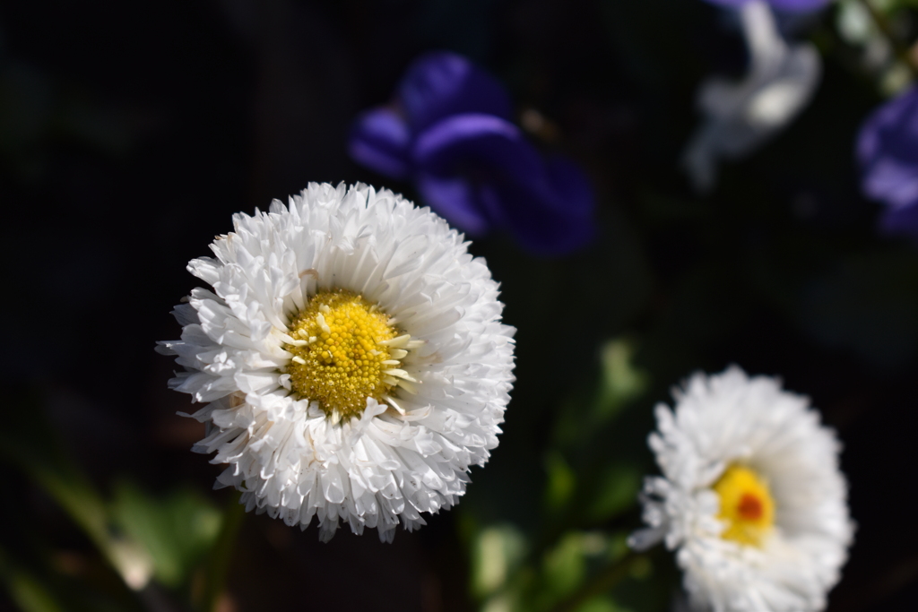 冬の華