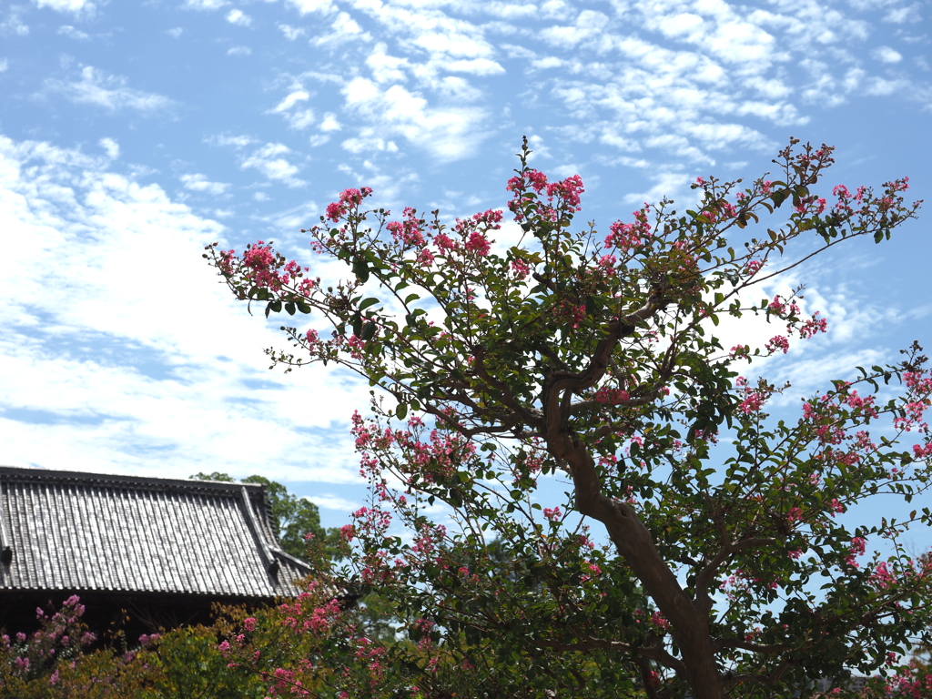 秋空と百日紅