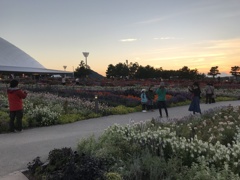 夕映えの花博（3）