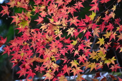 彩り