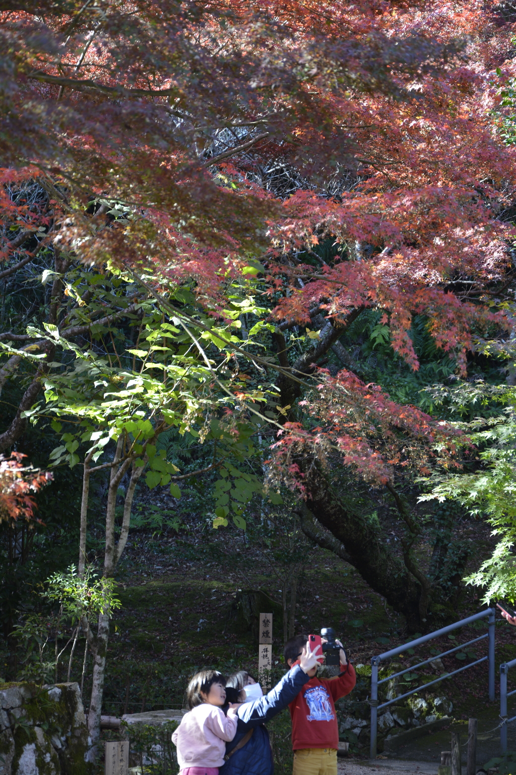 紅葉の下で