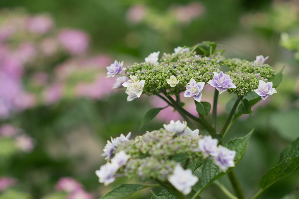 紫陽花の刻