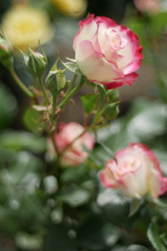 ひそやかな愛（空港に薔薇を撮りに行こう2025）