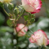 ひそやかな愛（空港に薔薇を撮りに行こう2025）