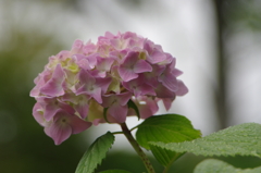 雲外蒼天 雲外蒼天