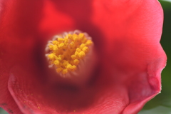 花の中の太陽