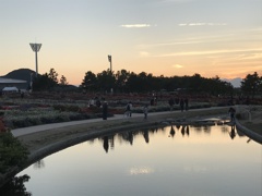 夕映えの花博